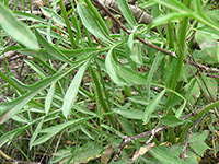 Lobed leaves