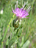 Rhaponticum repens