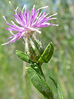 Russian Knapweed