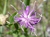 Mature flowerhead