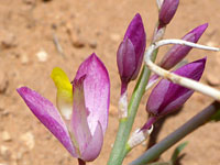 Rhinotropis subspinosa