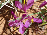 Spiny milkwort
