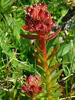 Rhodiola rhodantha