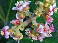 Rhus integrifolia