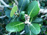 photograph