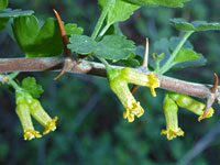 Oak Gooseberry