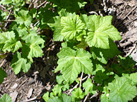 Hairless leaves