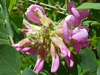 Clustered inflorescence