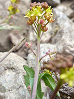 Rorippa curvipes