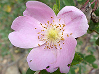 Rosa woodsii