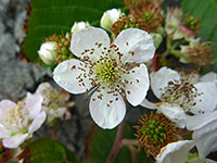 Rubus armeniacus