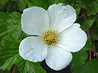 Rubus deliciosus