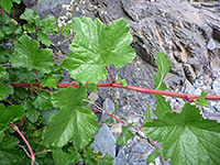 Green leaves