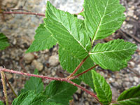 Stem and leaves