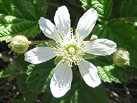 Rubus ursinus