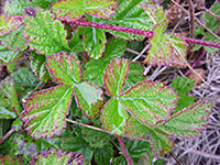 Reddish stem and leaves