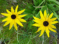 Black-eyed Susan