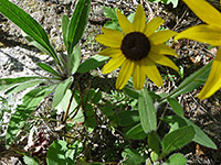 Black-Eyed Susan