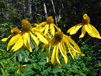 Cutleaf coneflower