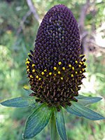 Rudbeckia occidentalis