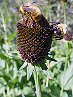Bees on a flowerhead