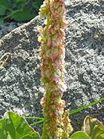 Rumex aquaticus