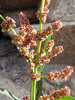 Rumex californicus