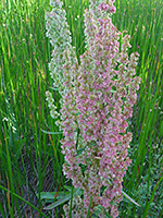 Clustered inflorescence