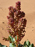 Rumex hymenosepalus