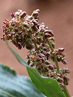 Inflorescence