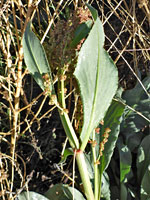 Upwards-pointing leaves