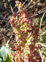 Reddish inflorescence