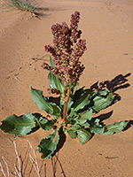 Basal leaves