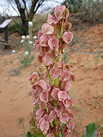 Withered flowers