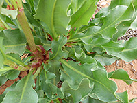 Curly-edged leaves