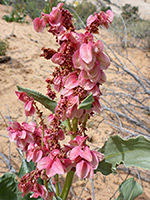 Pinkish pods