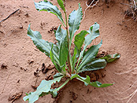 Plant on sand