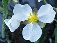 Sagittaria cuneata