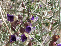 Salazaria mexicana