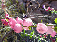 Pink calyces