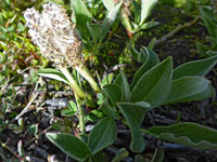 Leaves and withered flowers