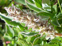 Developing fruits