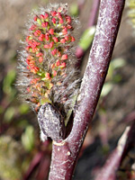 Red anthers