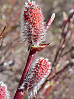 Two catkins
