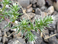 Salsola tragus