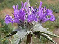 Whorled leaves and flowers