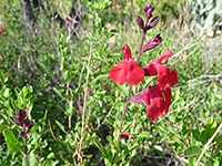 Salvia greggii