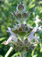 Salvia mellifera