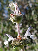 Hairy stem