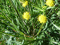 Stems and leaves